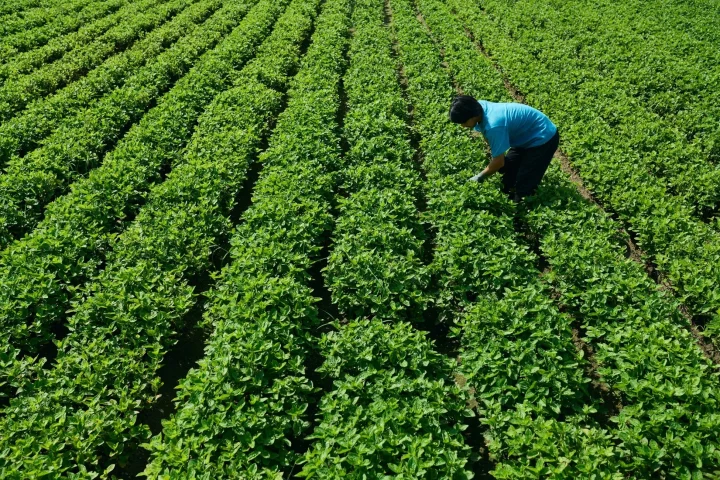 広がる畑で作物の手入れをする人物