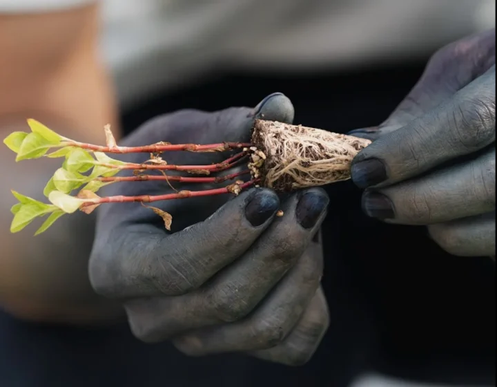 土で汚れた手が根が張った苗を持つ様子