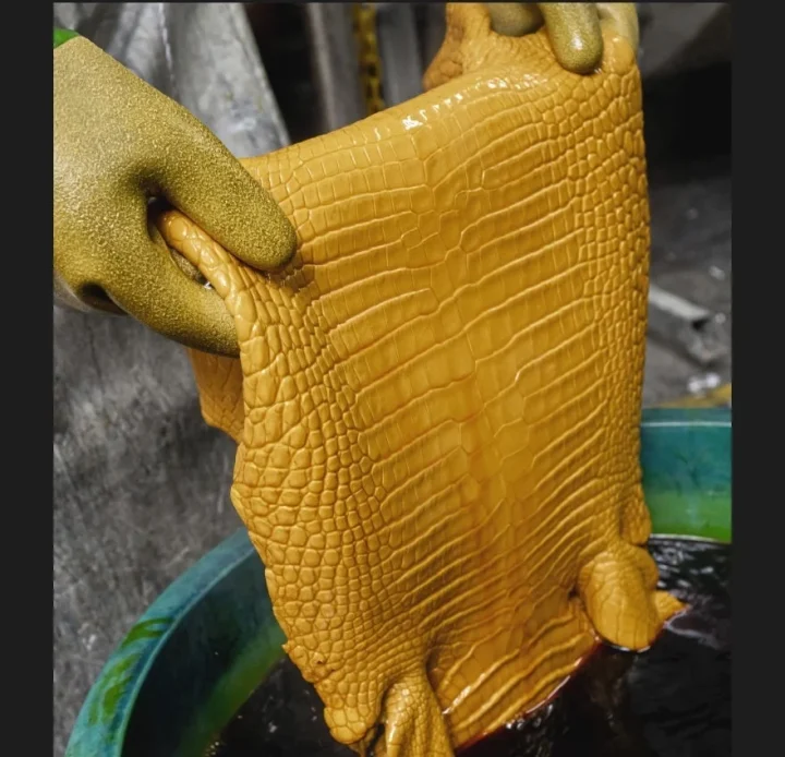 黄色のワニ革を液体に浸す手