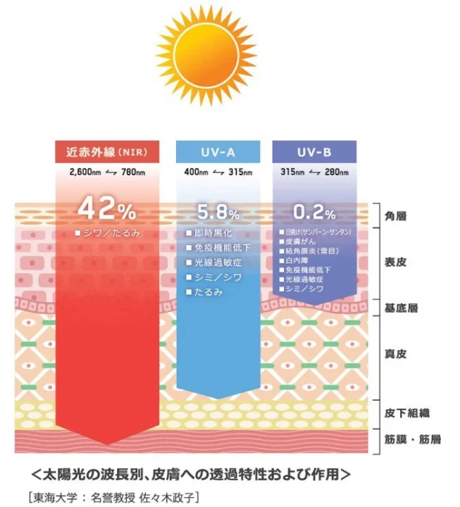 太陽光の波長別、皮膚への透過特性および作用
