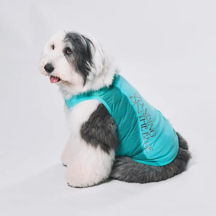 ターコイズ色のベストを着て座っているオールドイングリッシュシープドッグ