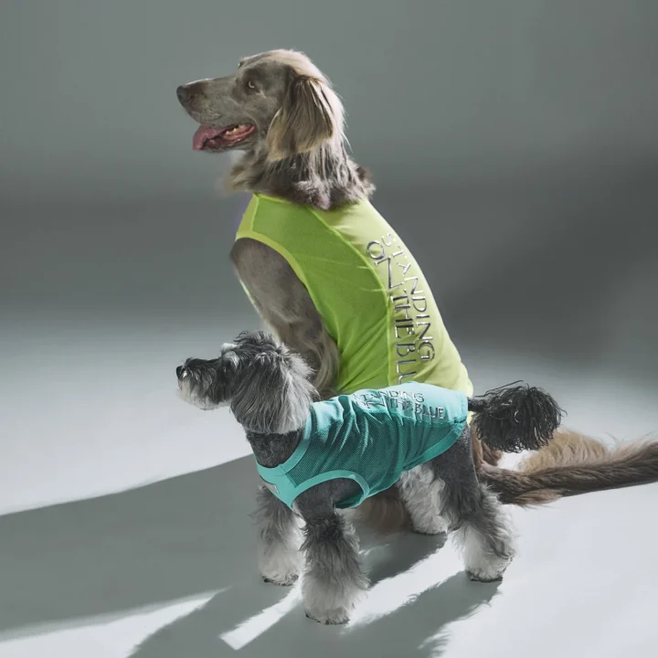 蛍光イエローとターコイズブルーのドッグウェアを着た大小2匹の犬