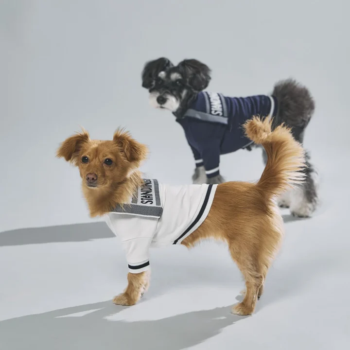 ドッグウェアを着た2匹の小型犬