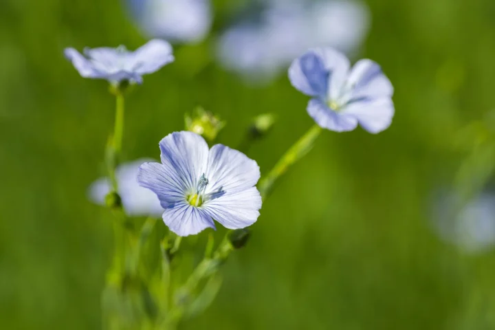 青い亜麻の花