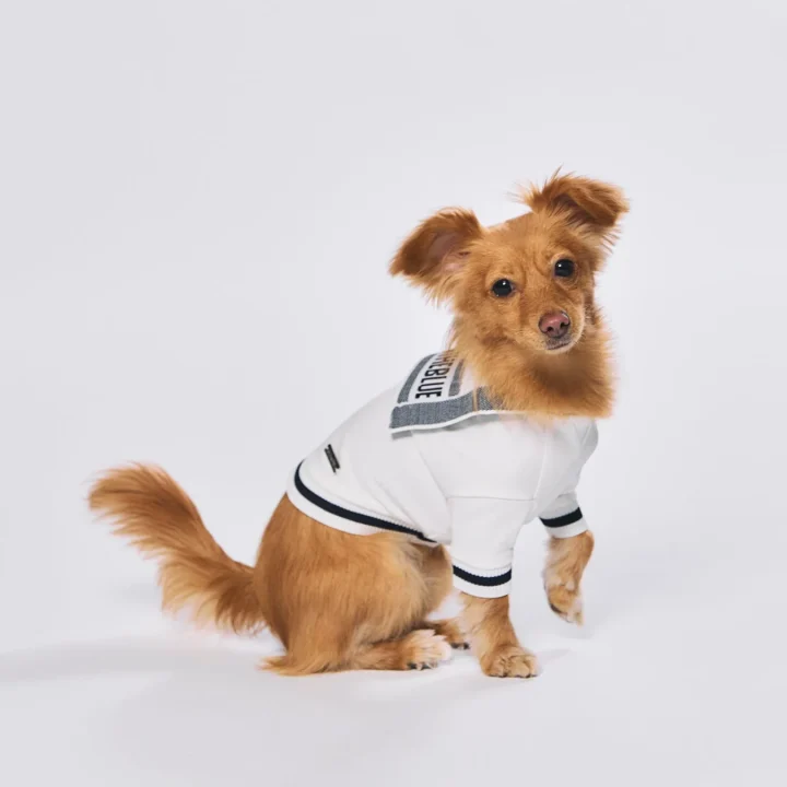 白いセーラーカラーの服を着た茶色の小型犬