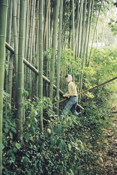 沐朴 竹林での作業
