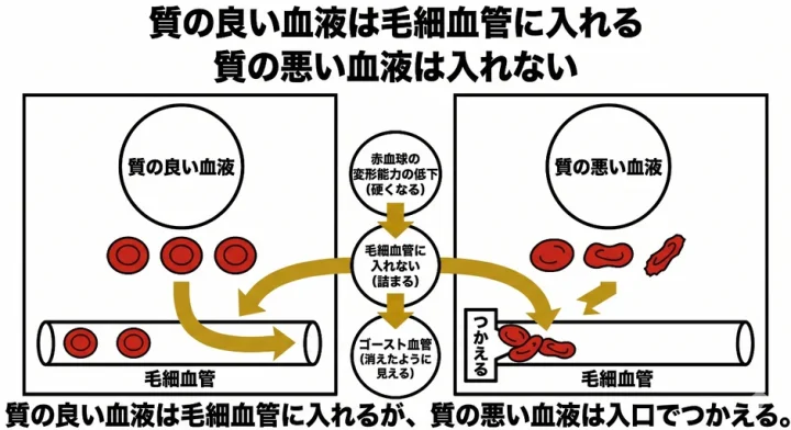 質の良い血液と質の悪い血液が毛細血管に与える影響