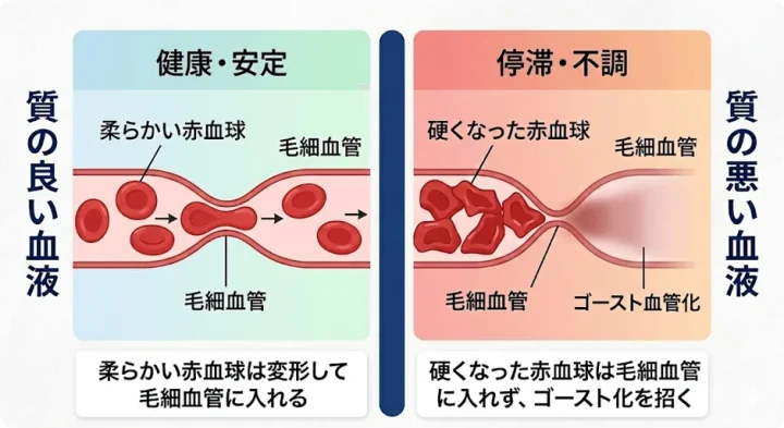 健康な血液とゴースト血管化
