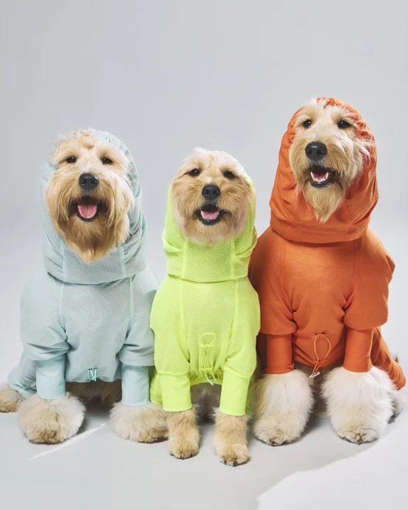 カラフルなパーカーを着た犬たち