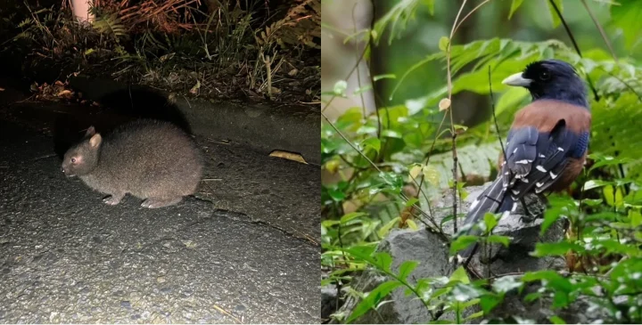 アマミノクロウサギとルリカケス