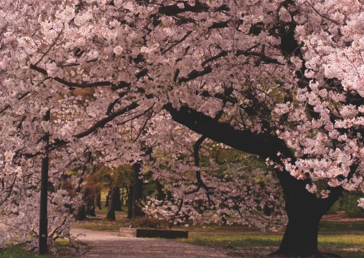 桜並木